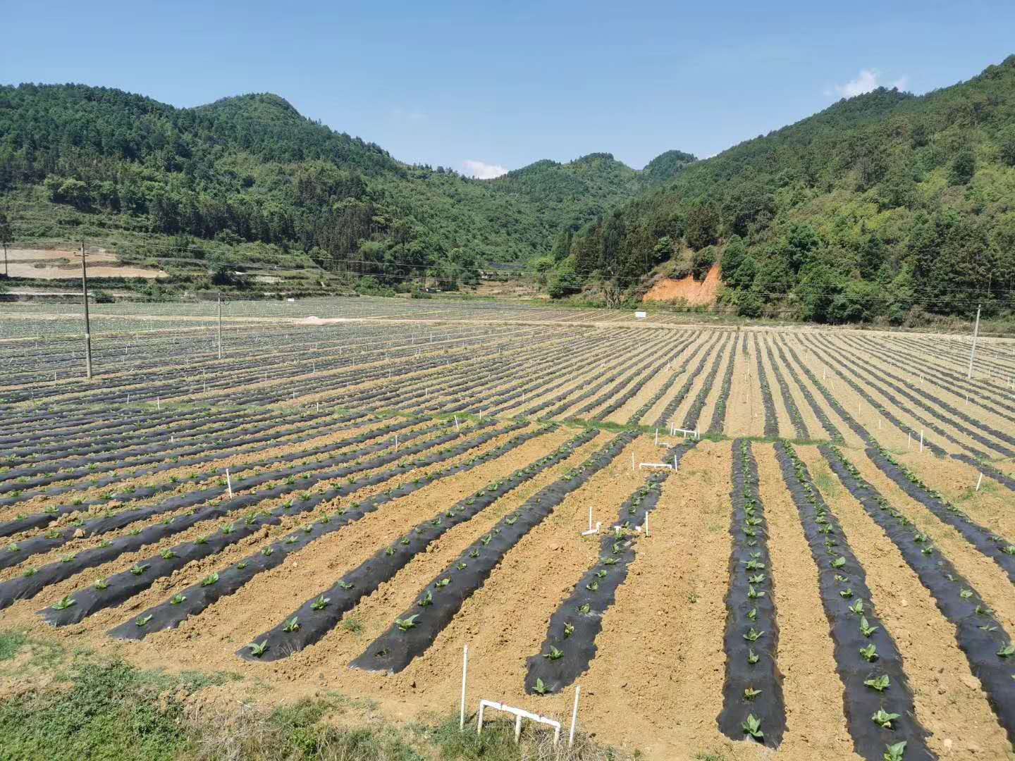 ETS微生物菌肥施用云南煙草種植